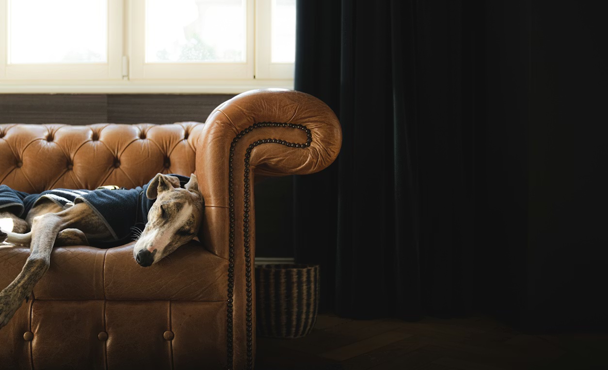 Pet-Friendly Semi-Custom Homes